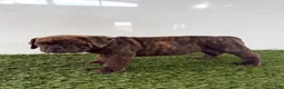 Olde English Bulldogge dogs for sale: Laken  - Ad 4
