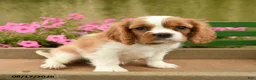 Cavalier King Charles Spaniel dogs for sale: Aspen - Ad 1