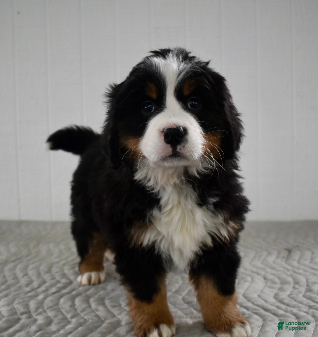 Bernese Mountain Dog dogs Skye - Ad 33