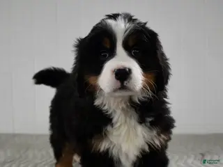 Bernese Mountain Dog dogs Skye - Ad 33