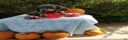 Miniature Dachshund dogs for sale: Mozzy - Ad 3
