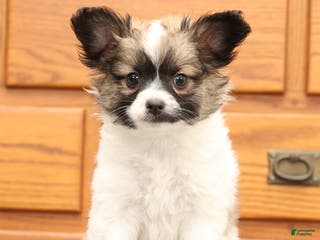 Papillon dogs Carson - Ad 4