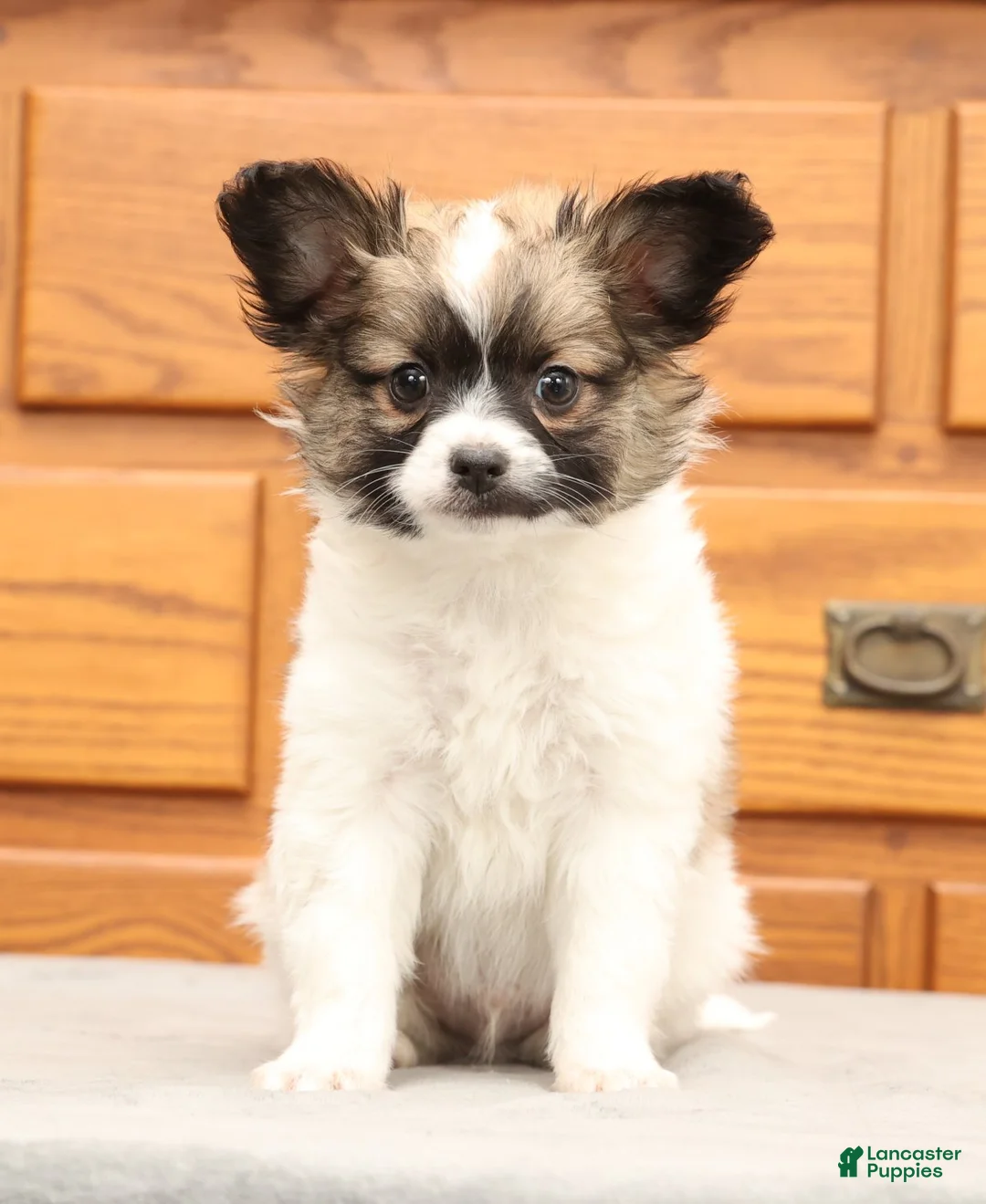 Papillon dogs for sale: Carson - Ad 1