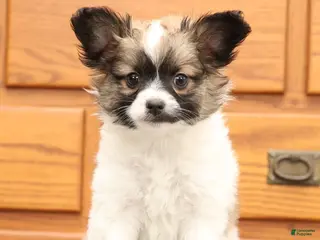 Papillon dogs Carson - Ad 6