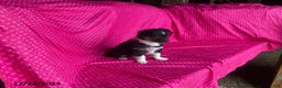 Mixed Breed dogs for sale: Gem  - Ad 3
