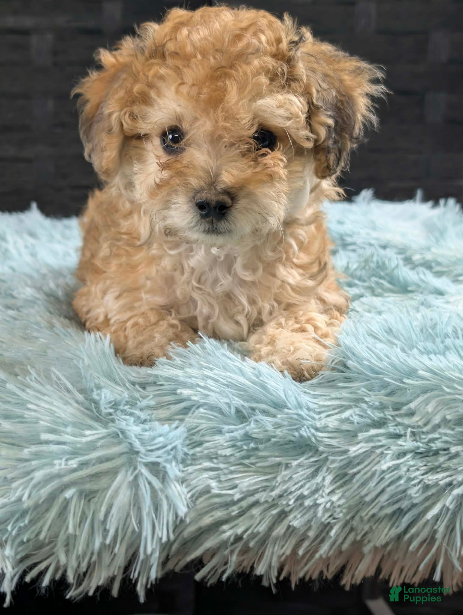 Bichpoo dogs Mickey - Ad 2