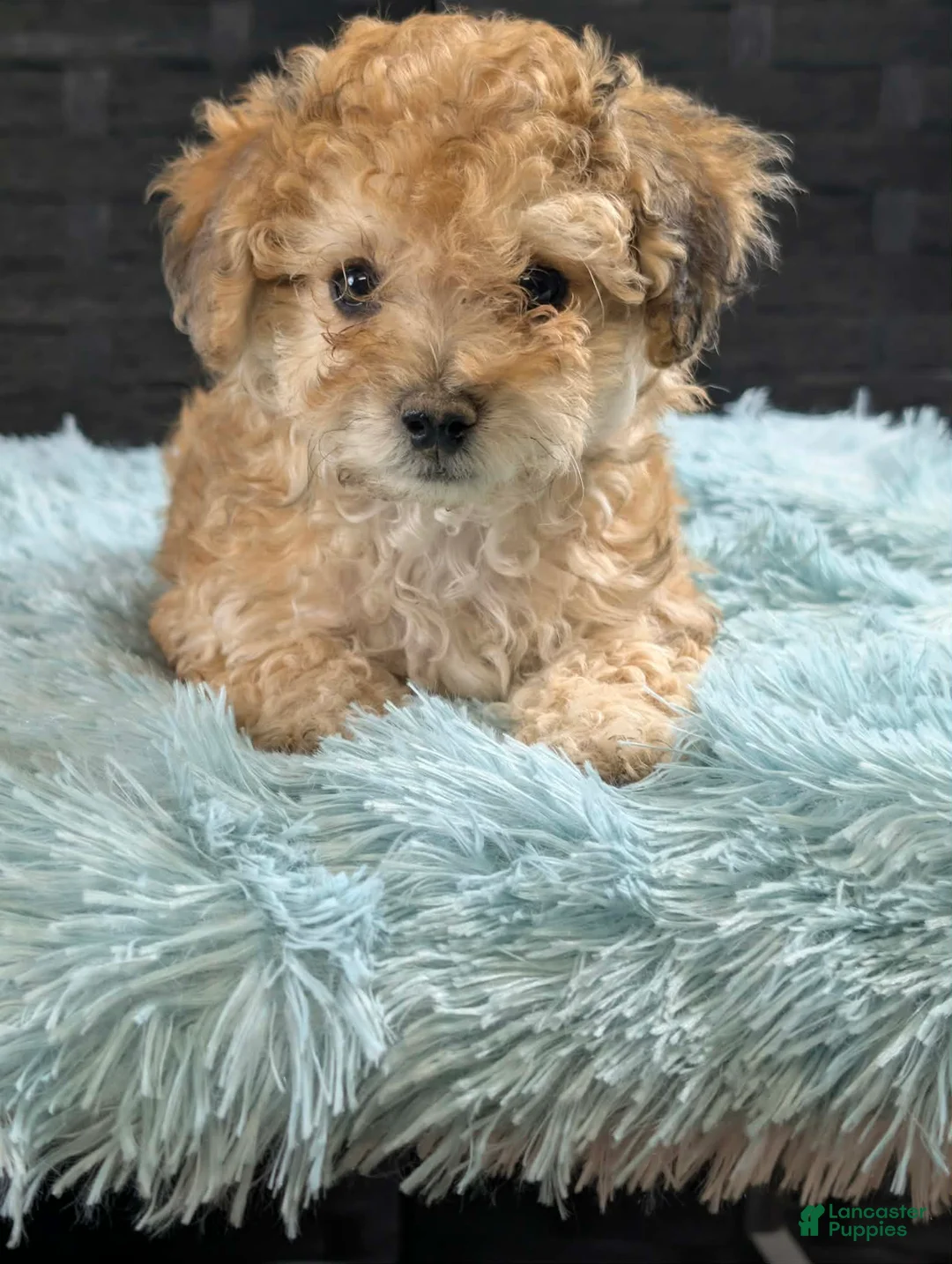 Bichpoo dogs for sale: Mickey - Ad 2
