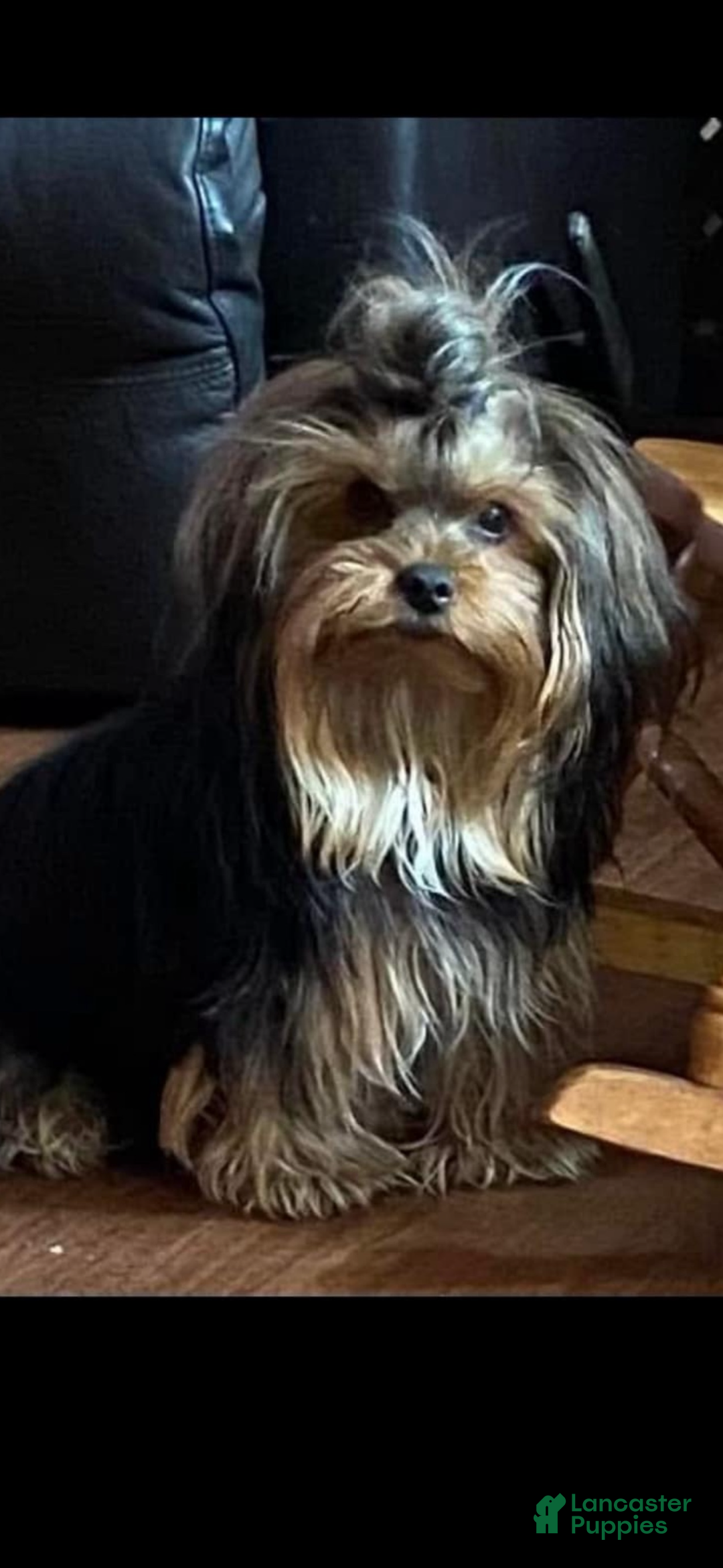 Yorkshire Terrier dogs for sale: Yorkshire Terrier Puppy female 2 - Ad 7