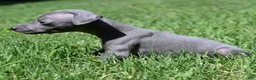 Italian Greyhound dogs for sale: Maynard - Ad 2