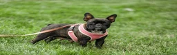 French Bulldog dogs for sale: Grace - Ad 9