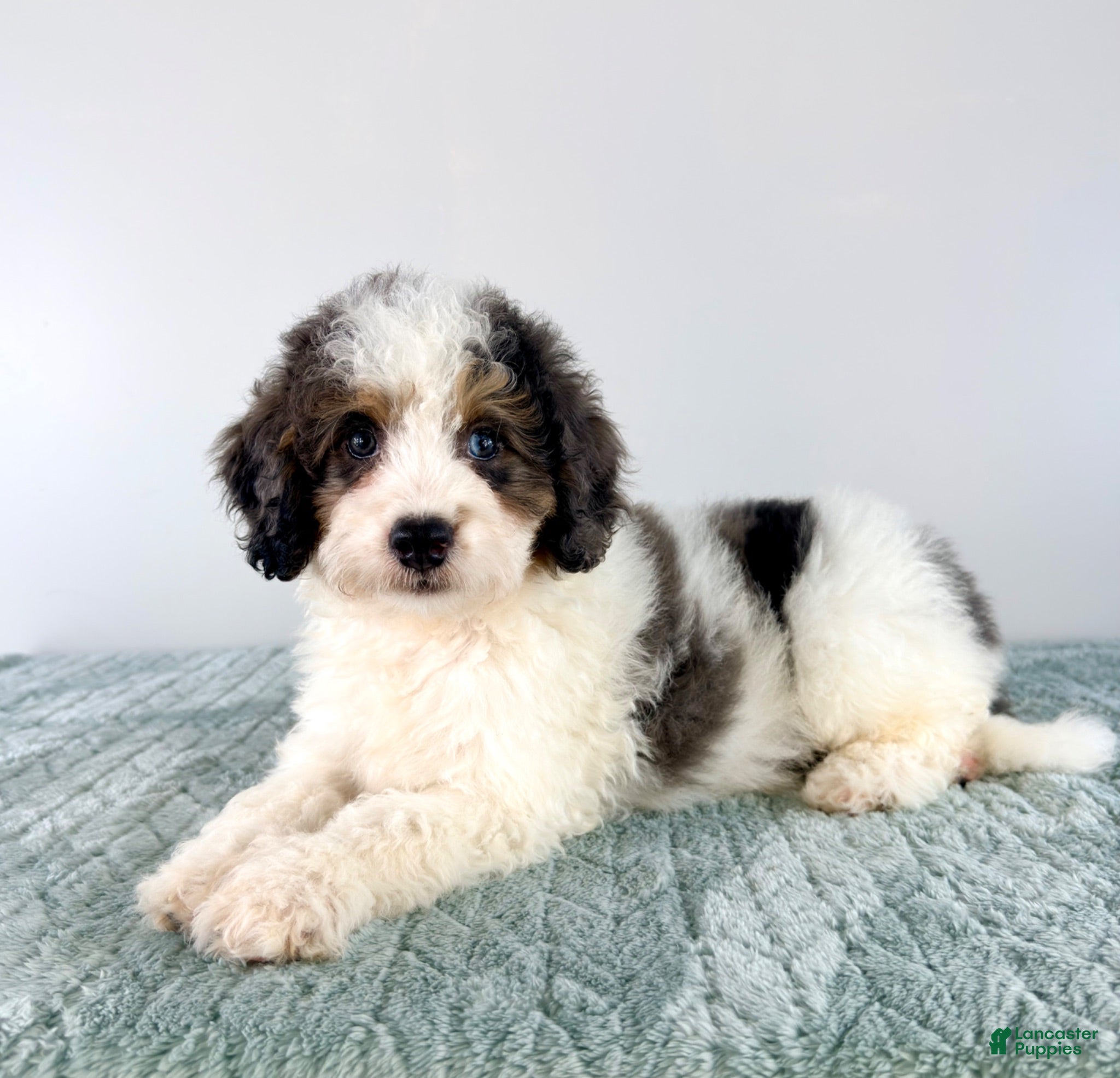 Bernedoodle dogs Dave - Ad 40