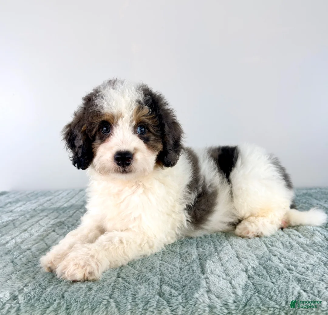 Bernedoodle dogs for sale: Dave - Ad 1