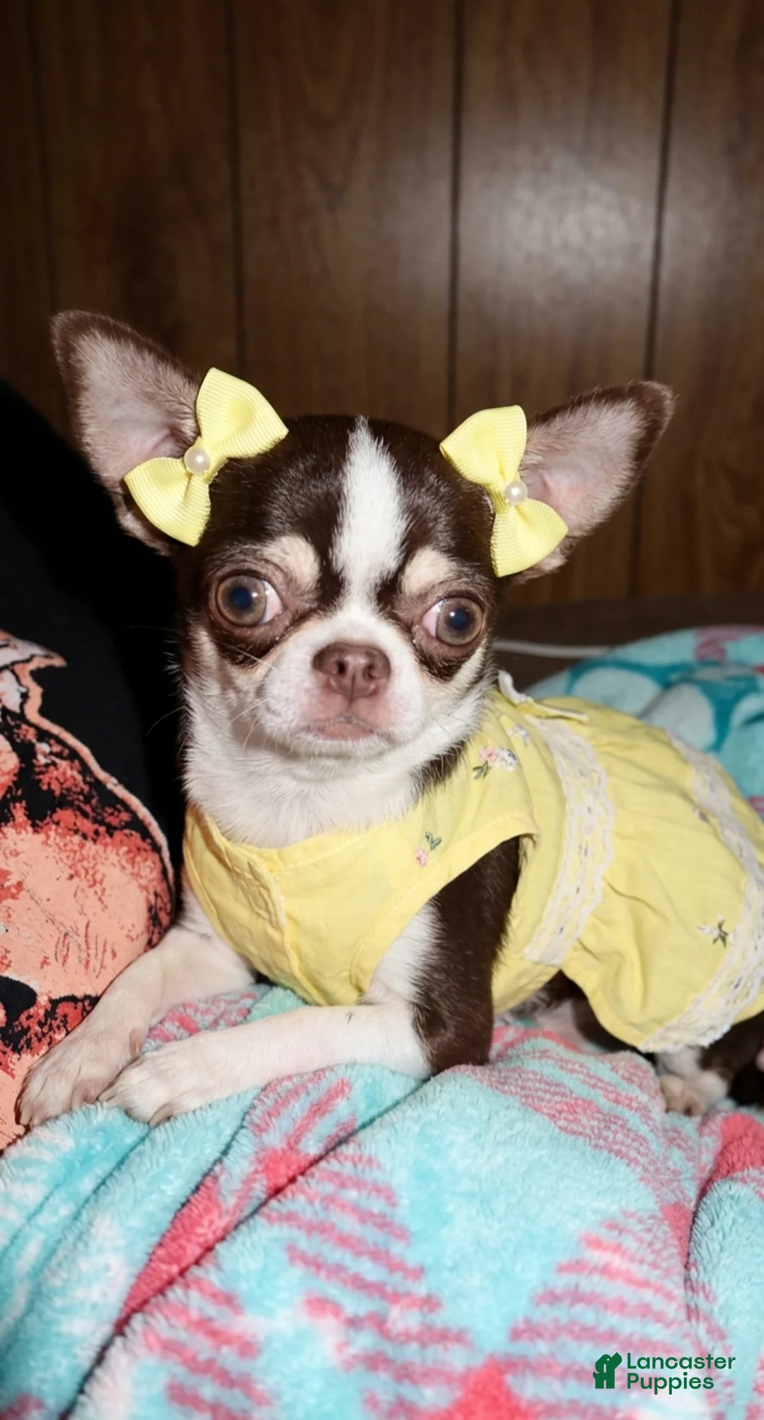 Chihuahua dogs for sale: Chihuahua Puppy 2 - Ad 9