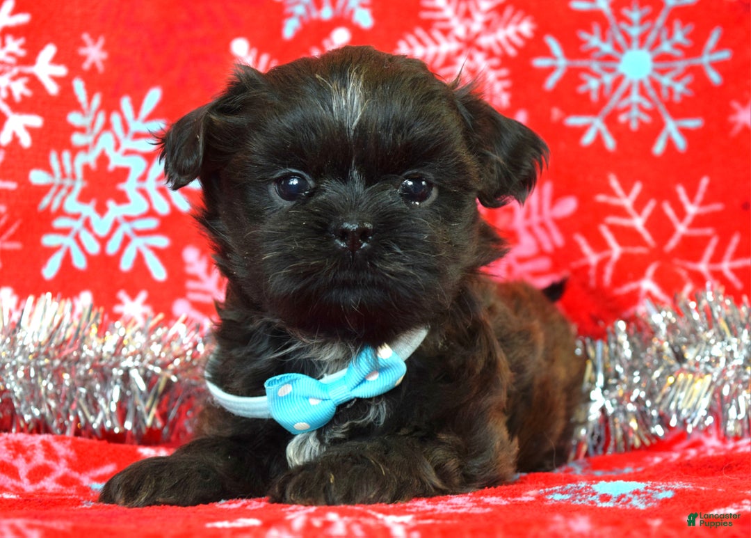 Shih Tzu dogs for sale: Toby - Ad 6