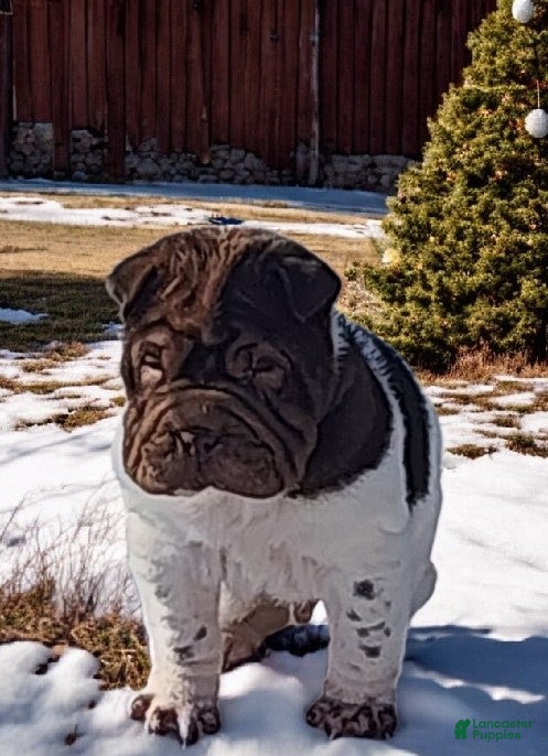 Shar Pei dogs Chucky chocolate flower mini  - Ad 5