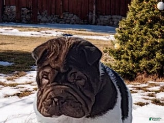 Shar Pei dogs Chucky chocolate flower mini - Ad 5