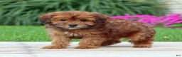 Yorkiepoo dogs for sale: Cinnamon - Ad 5