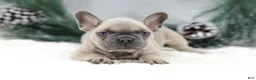 French Bulldog dogs for sale: Kallie - Ad 4