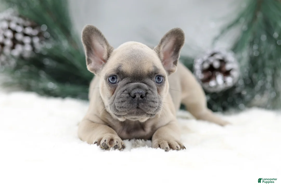 French Bulldog dogs for sale: Kallie - Ad 4