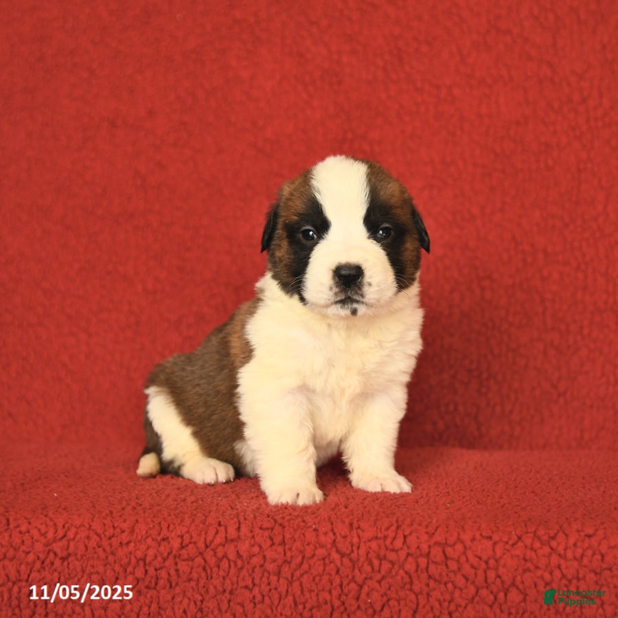 Saint Bernard dogs Wisteria - Ad 4