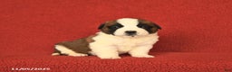 Saint Bernard dogs for sale: Wisteria - Ad 1