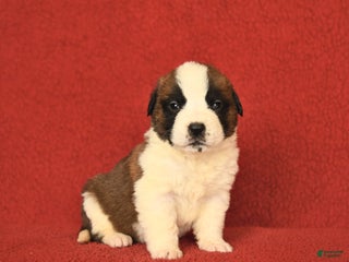 Saint Bernard dogs Wisteria - Ad 9