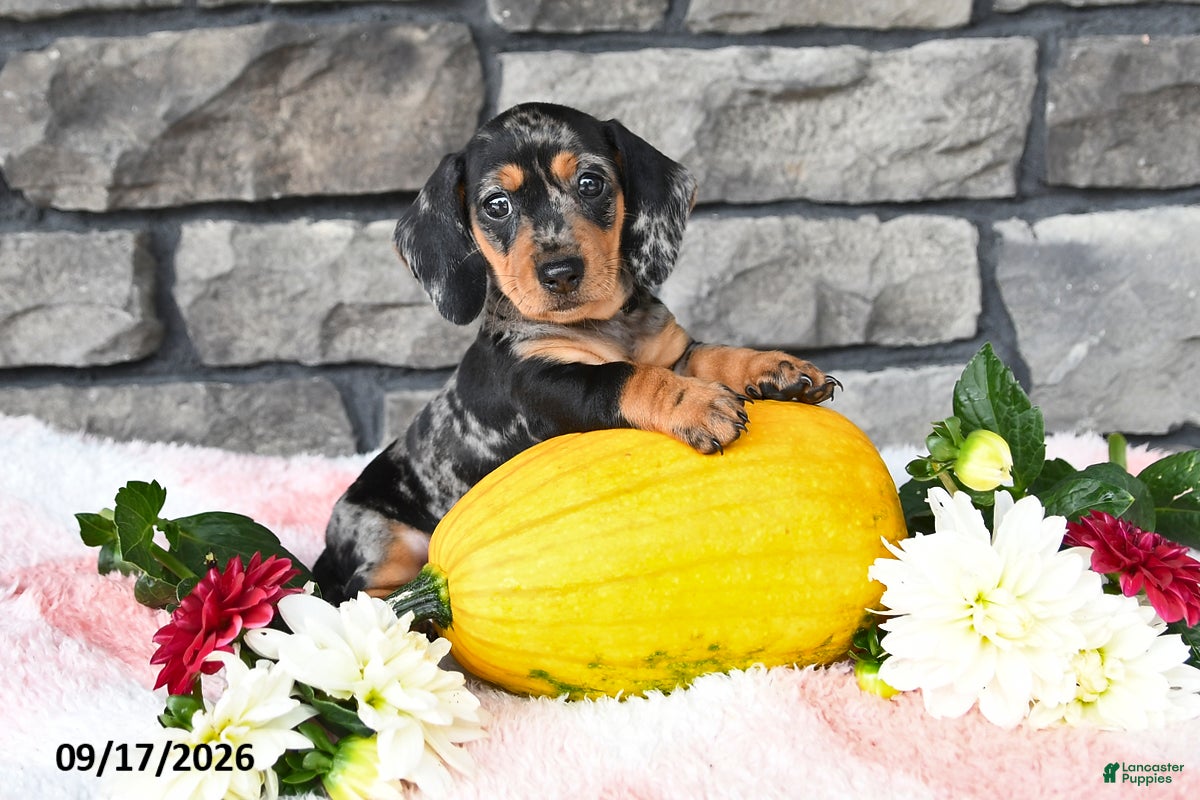 Miniature Dachshund dogs Flicka - Ad 1