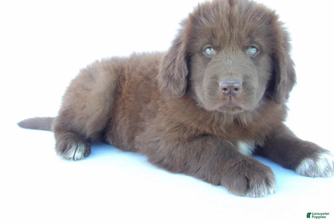 Newfoundland dogs for sale: Jane - Ad 1