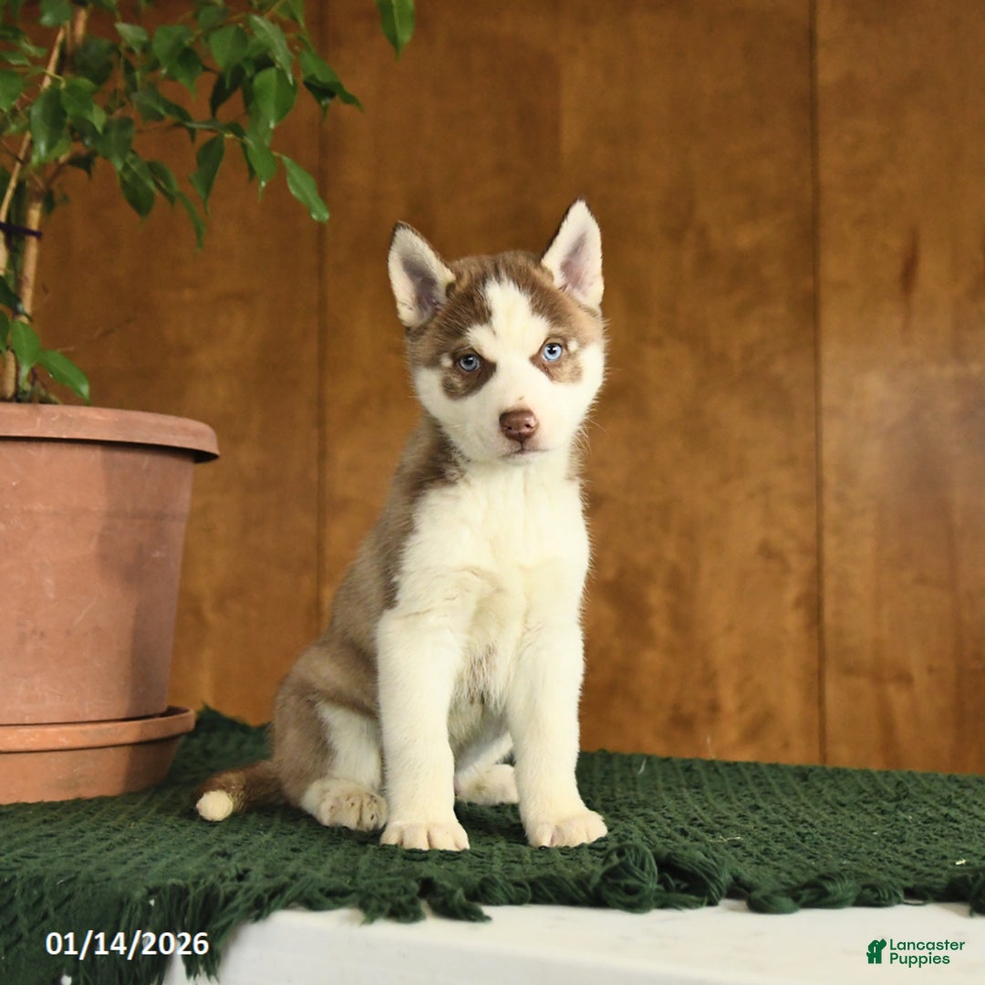 Siberian Husky dogs for sale: Buster - Ad 3
