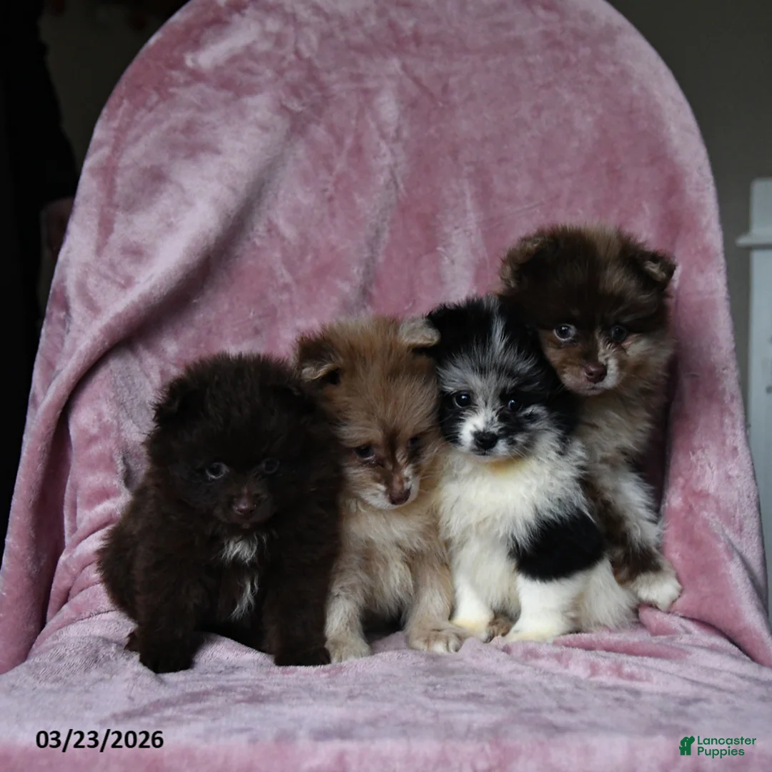 Pomeranian dogs for sale: Olimpia - Ad 5