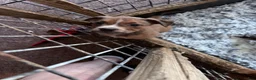 Mixed Breed dogs for sale: Mixed Breed 5 - Ad 4