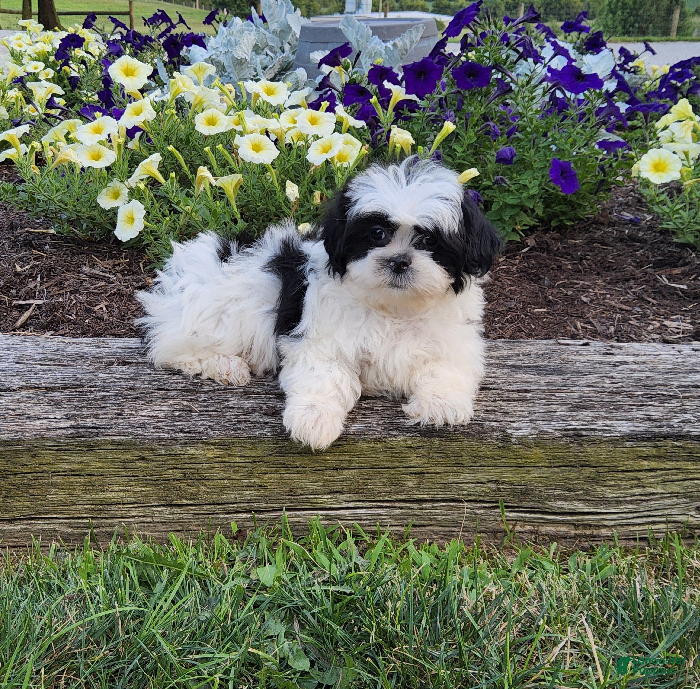 Shih Tzu dogs Teddy - Ad 2