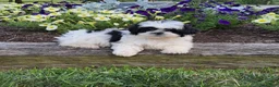 Shih Tzu dogs for sale: Teddy - Ad 2