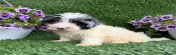 Mixed Breed dogs for sale: Baylor - Ad 4