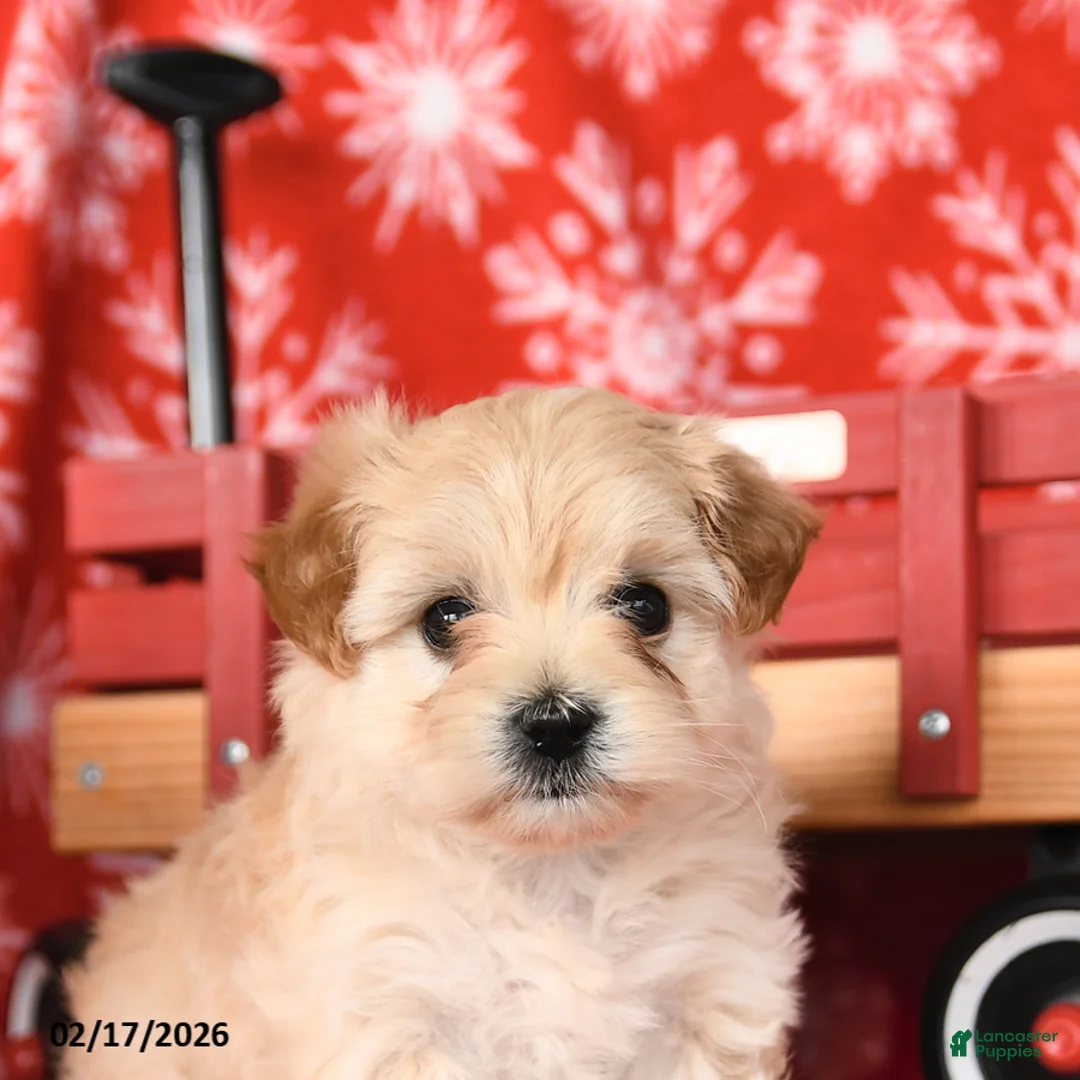 Maltipoo dogs for sale: Fancy - Ad 4