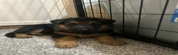 German Shepherd dogs for sale: America - Ad 8