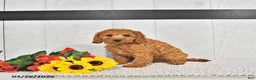 Mini Goldendoodle dogs for sale: Xavier - Ad 5