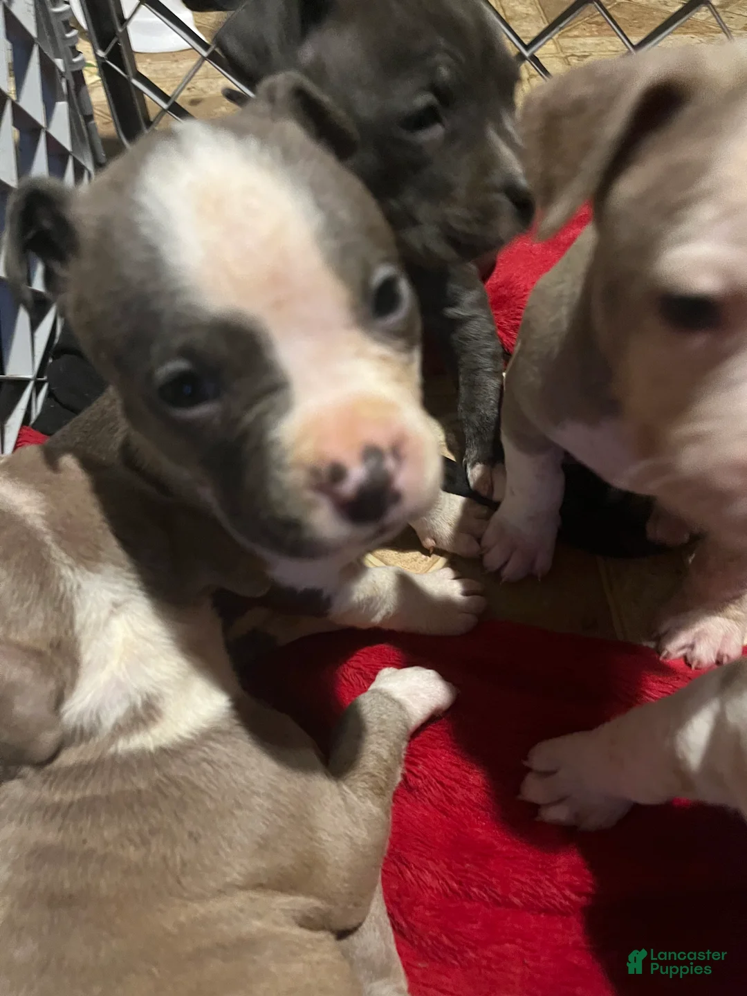 American Pit Bull Terrier dogs for sale: American Pit Bull Terrier Puppy 2 - Ad 1