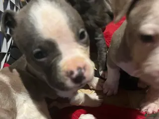 American Pit Bull Terrier dogs American Pit Bull Terrier Puppy 2 - Ad 21