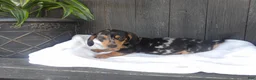 Miniature Dachshund dogs for sale: Zeke - Ad 3