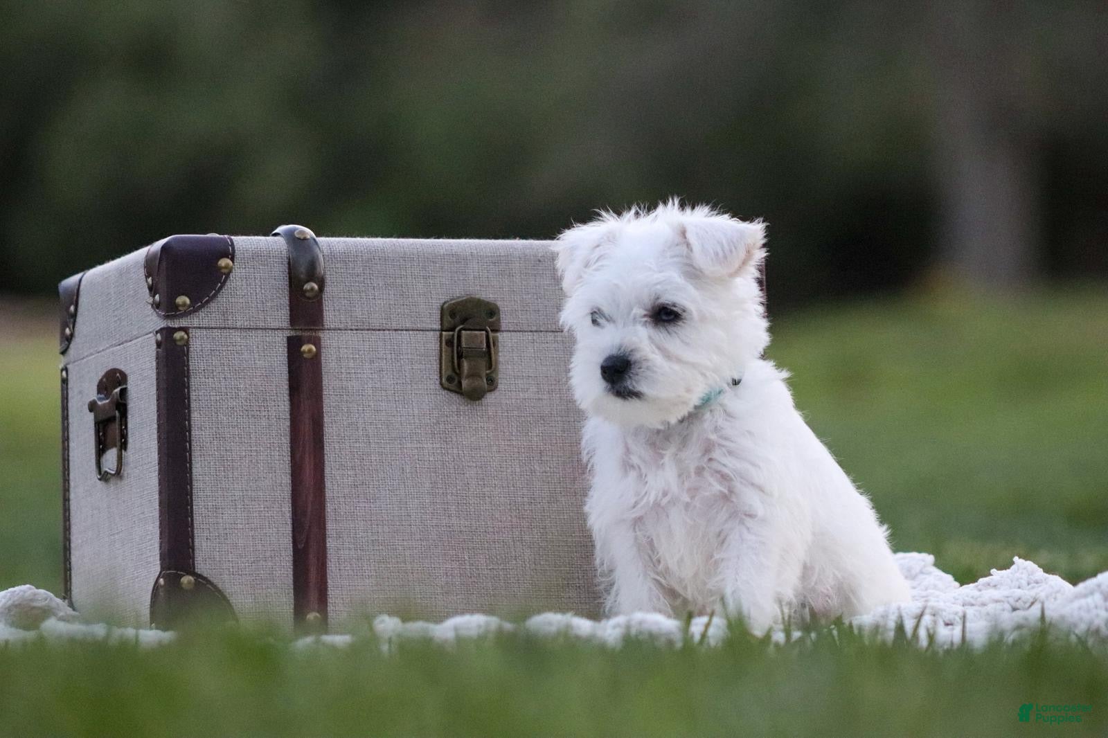 Miniature Schnauzer dogs Snowflake  - Ad 1