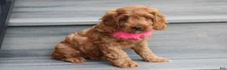 Cockapoo dogs for sale: Lacie - Ad 3