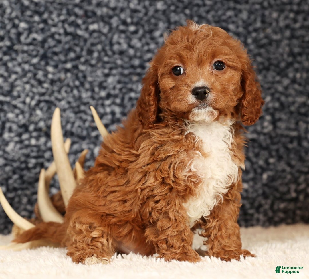 Cavapoo dogs for sale: Doogie - Ad 7