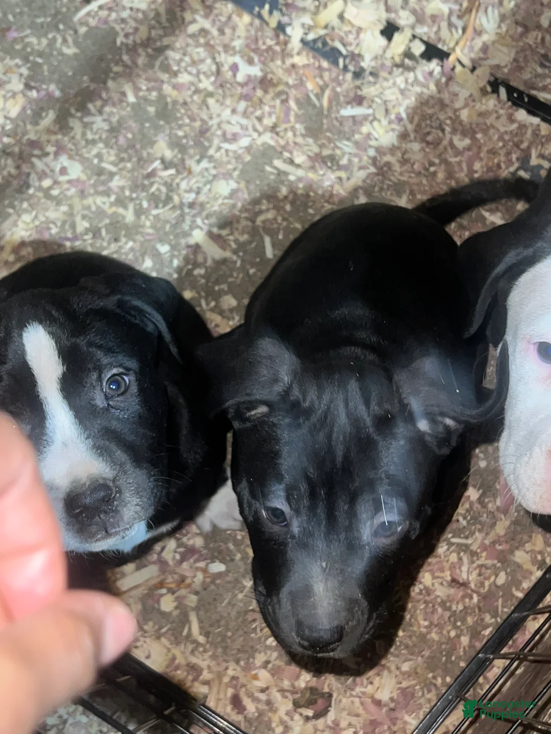 American Pit Bull Terrier dogs for sale: Mitty - Ad 4