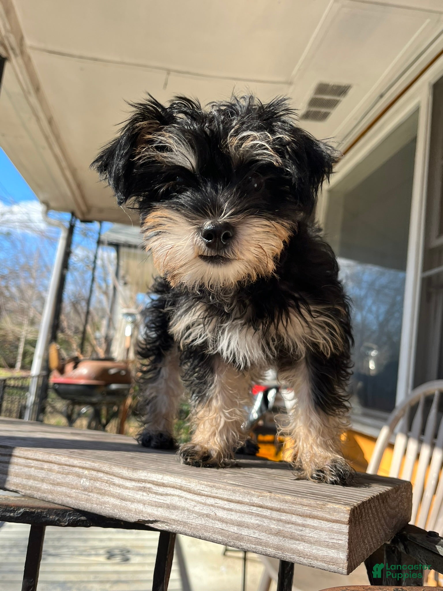 Yorkiepoo dogs Yorkiepoo Puppy 2 (Izzy) - Ad 31