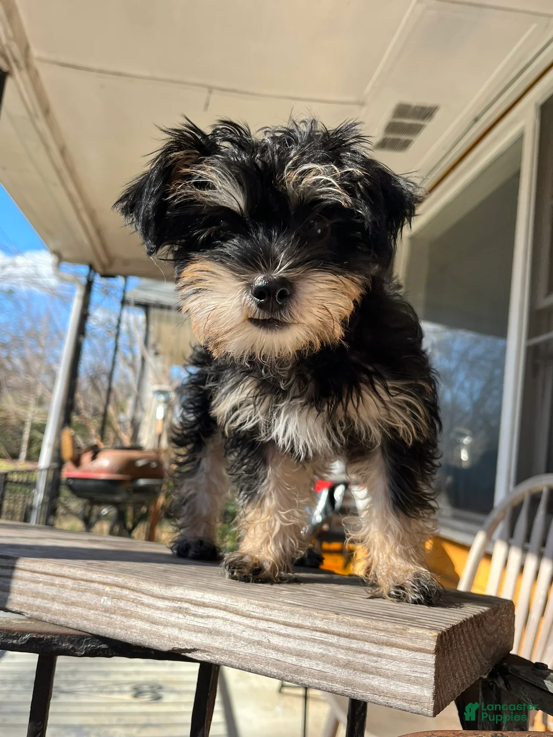 Yorkiepoo dogs for sale: Yorkiepoo Puppy 2 (Izzy) - Ad 1