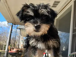 Yorkiepoo dogs Yorkiepoo Puppy 2 (Izzy) - Ad 5