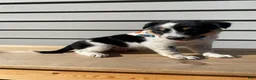 Mixed Breed dogs for sale: Mickey - Ad 10