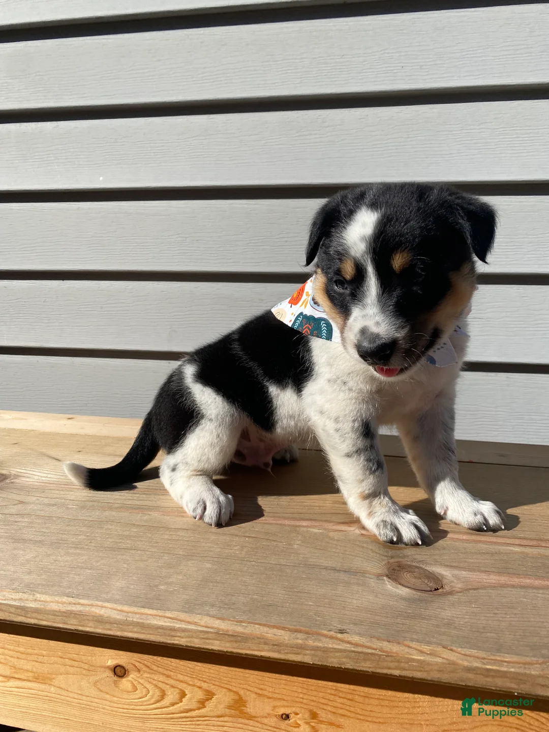 Mixed Breed dogs for sale: Mickey - Ad 10