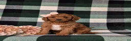 Mini Goldendoodle dogs for sale: Tehya 9 lbs Full Grown - Ad 4